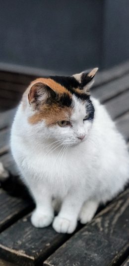 [2436x1125]猫咪 宠物 花猫 乖巧 苹果手机壁纸图片