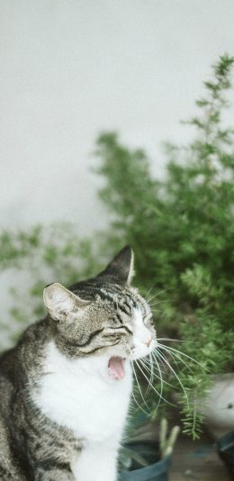 [2436x1125]猫咪 宠物 花猫 哈欠 苹果手机壁纸图片