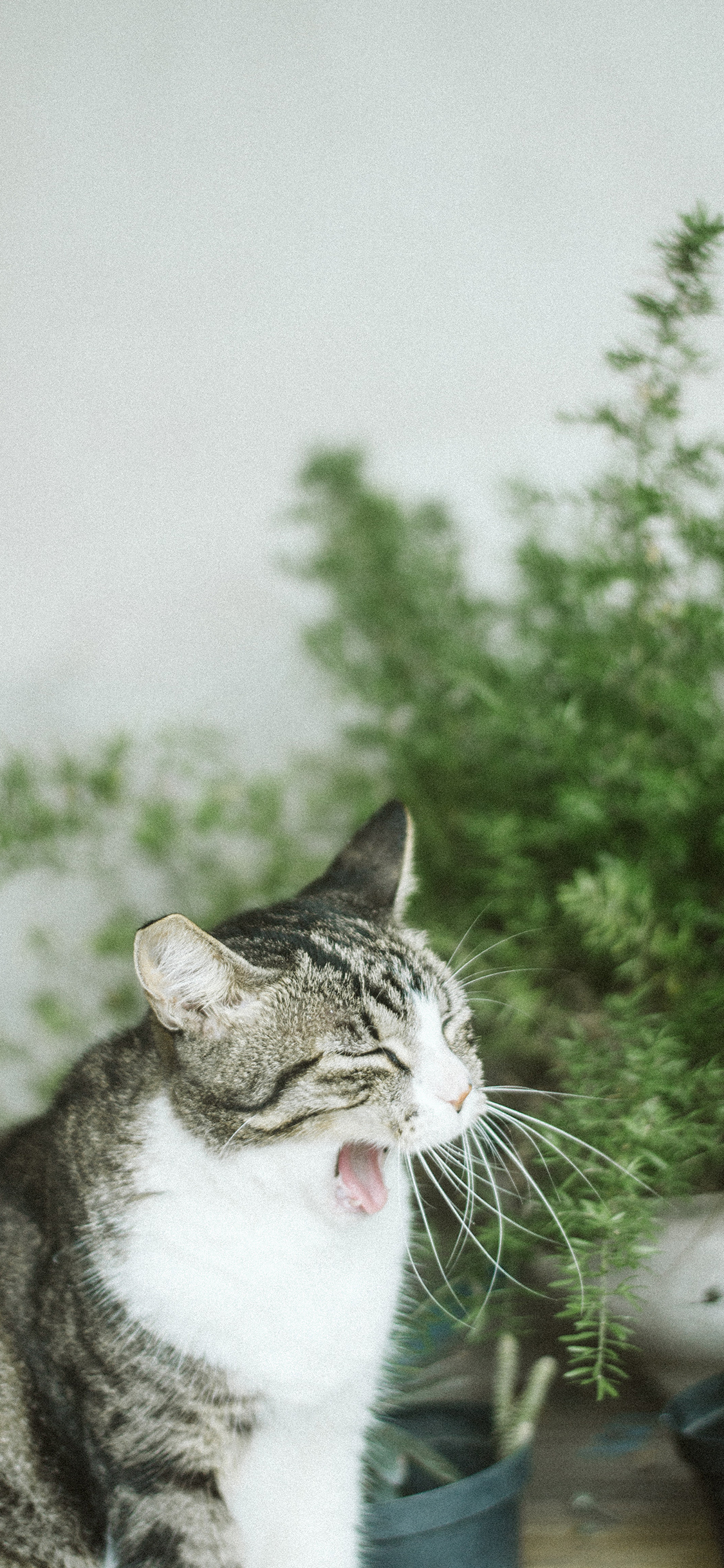 [2436×1125]猫咪 宠物 花猫 哈欠 苹果手机壁纸图片