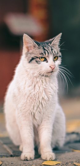 [2436x1125]猫咪 宠物 花猫 树叶 落叶 苹果手机壁纸图片