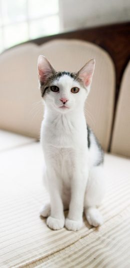 [2436x1125]猫咪 宠物 花猫 桌椅 苹果手机壁纸图片