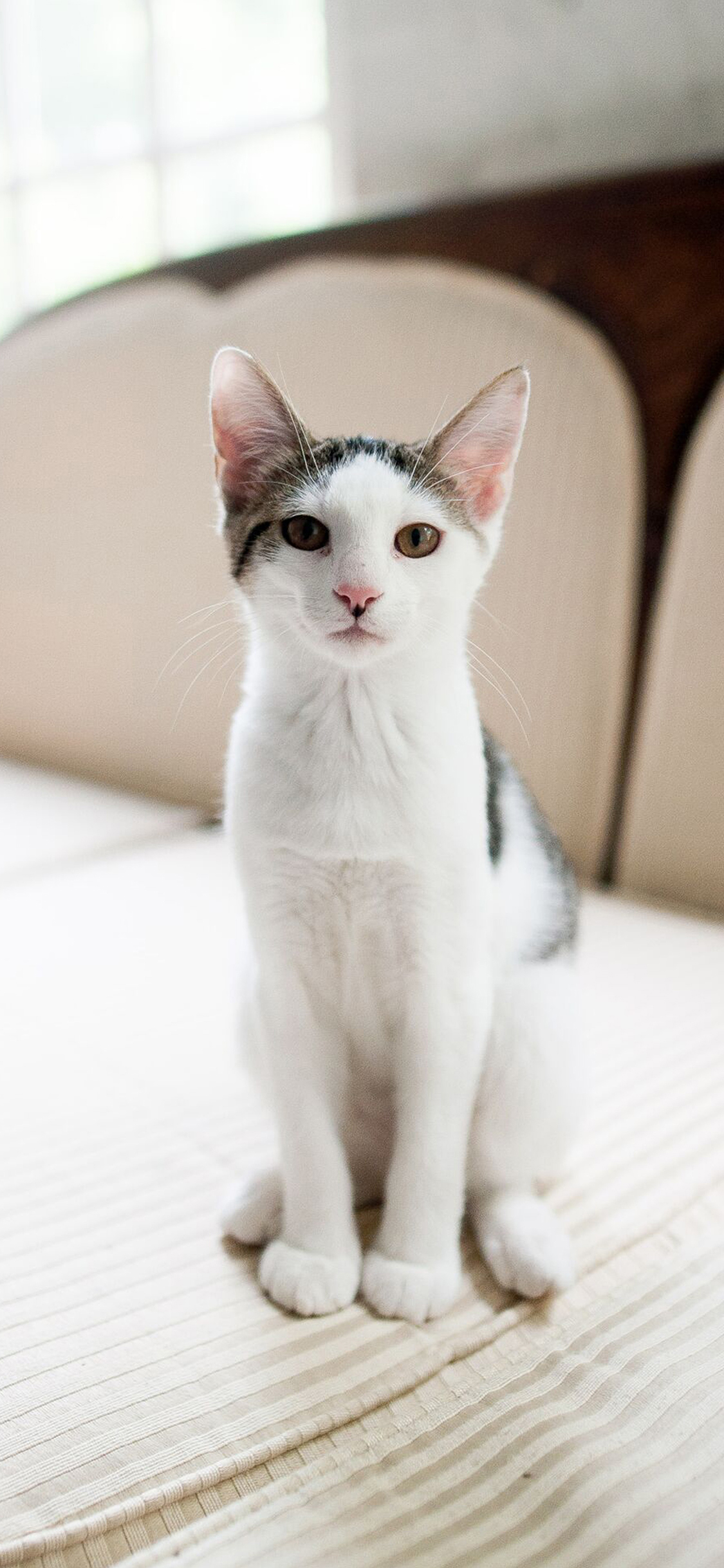 [2436×1125]猫咪 宠物 花猫 桌椅 苹果手机壁纸图片