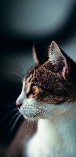 [2436x1125]猫咪 宠物 花猫 猫须 苹果手机壁纸图片