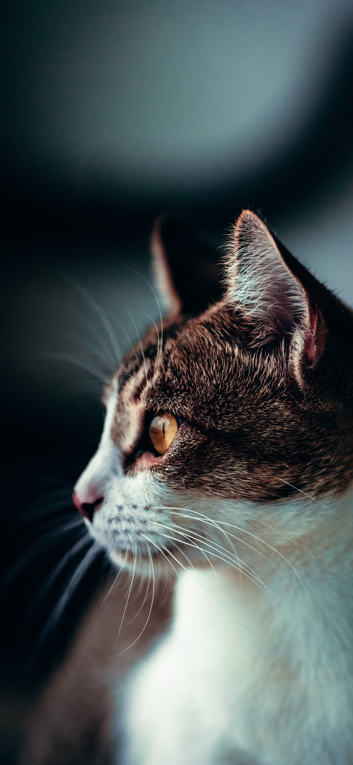 [2436×1125]猫咪 宠物 花猫 猫须 苹果手机壁纸图片