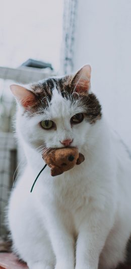 [2436x1125]猫咪 宠物 花猫 玩具 布偶 苹果手机壁纸图片