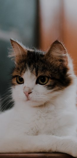 [2436x1125]猫咪 宠物 花猫 皮毛 苹果手机壁纸图片