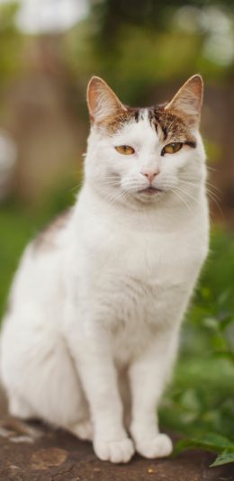[2436x1125]猫咪 宠物 花猫 眼神 苹果手机壁纸图片