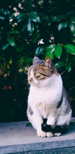 [2436x1125]猫咪 宠物 花猫 肥猫 苹果手机壁纸图片