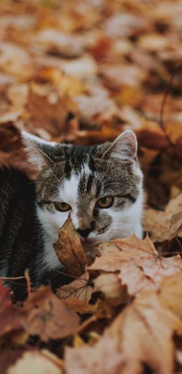 [2436x1125]猫咪 宠物 花猫 落叶 嬉戏 苹果手机壁纸图片
