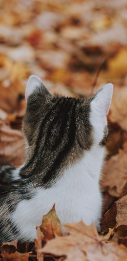 [2436x1125]猫咪 宠物 花猫 落叶 枯叶 苹果手机壁纸图片
