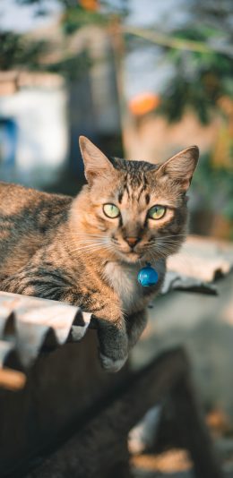 [2436x1125]猫咪 宠物 花猫 铃铛 苹果手机壁纸图片