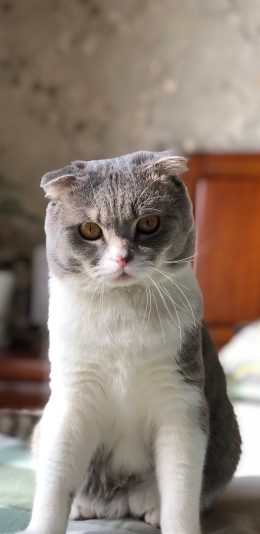 [2436x1125]猫咪 宠物 花色 可爱 猫须 苹果手机壁纸图片