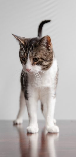 [2436x1125]猫咪 宠物 花色 站立 苹果手机壁纸图片