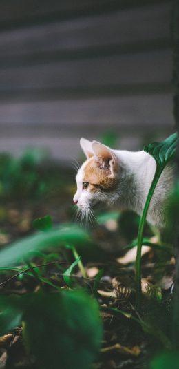[2436x1125]猫咪 宠物 草地 伺机 苹果手机壁纸图片