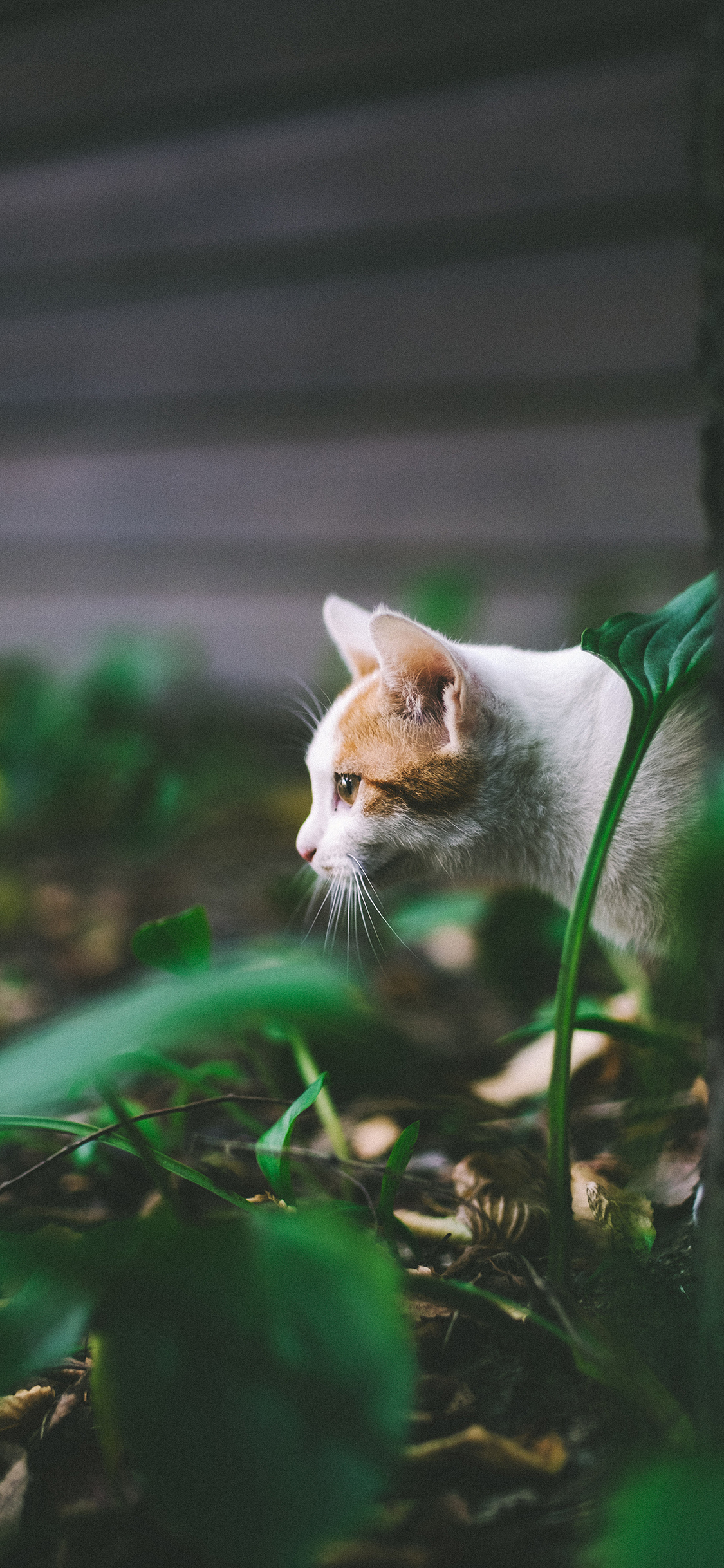 [2436×1125]猫咪 宠物 草地 伺机 苹果手机壁纸图片