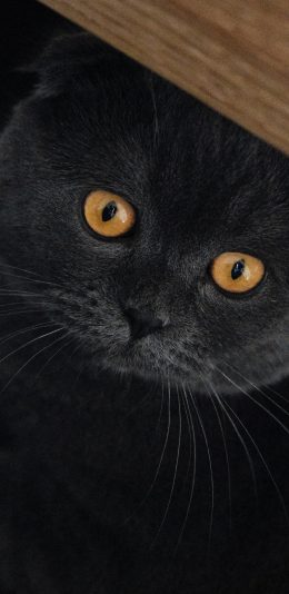 [2436x1125]猫咪 宠物 蓝猫 肥猫 苹果手机壁纸图片