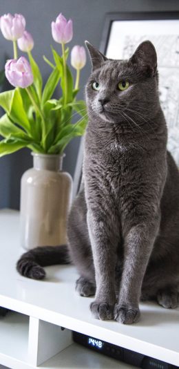 [2436x1125]猫咪 宠物 蓝短 灰猫 苹果手机壁纸图片