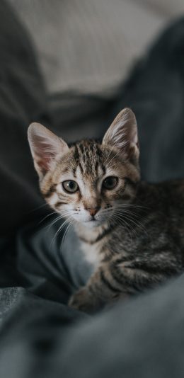 [2436x1125]猫咪 宠物 警惕 灰猫 苹果手机壁纸图片