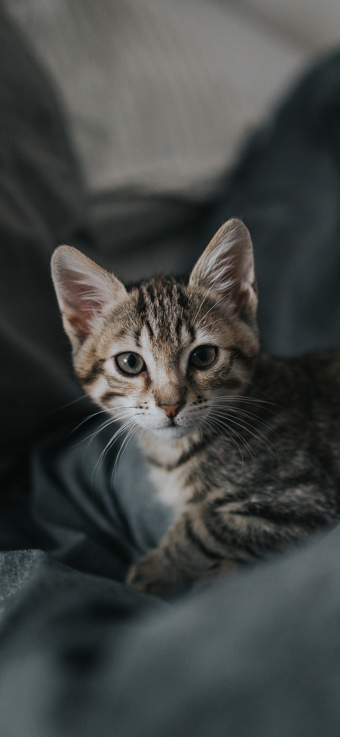 [2436×1125]猫咪 宠物 警惕 灰猫 苹果手机壁纸图片