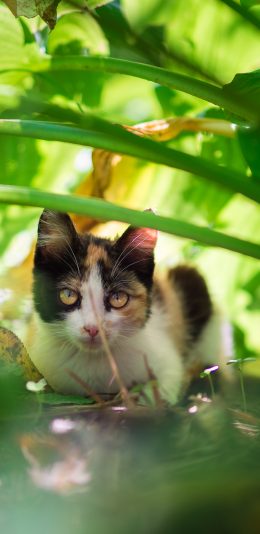 [2436x1125]猫咪 宠物 躲藏 绿植 苹果手机壁纸图片