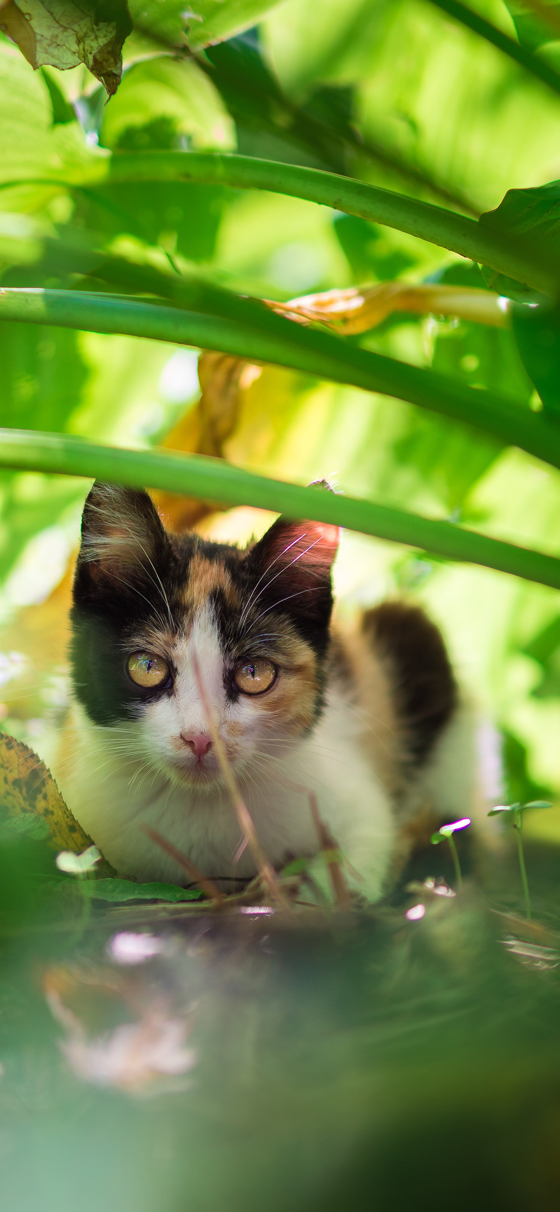[2436×1125]猫咪 宠物 躲藏 绿植 苹果手机壁纸图片