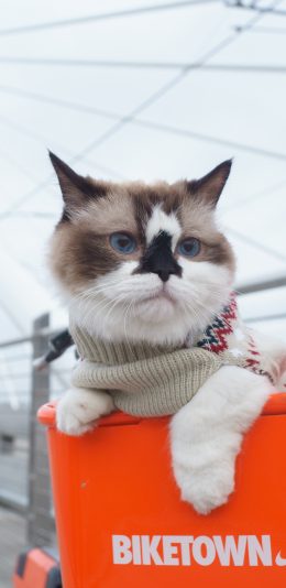 [2436x1125]猫咪 宠物 车篮筐 桥梁 苹果手机壁纸图片