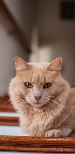 [2436x1125]猫咪 宠物 阶梯 楼梯 苹果手机壁纸图片