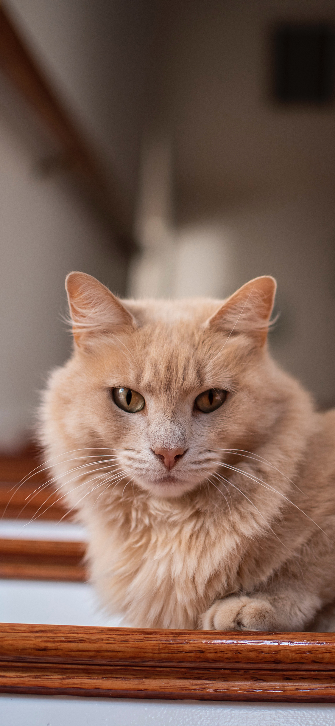 [2436×1125]猫咪 宠物 阶梯 楼梯 苹果手机壁纸图片