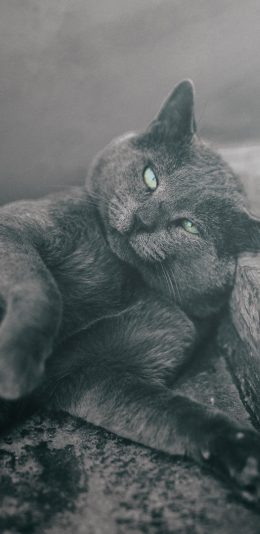 [2436x1125]猫咪 宠物 阶梯 灰猫 苹果手机壁纸图片