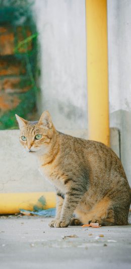 [2436x1125]猫咪 宠物 青椒 橘猫 苹果手机壁纸图片