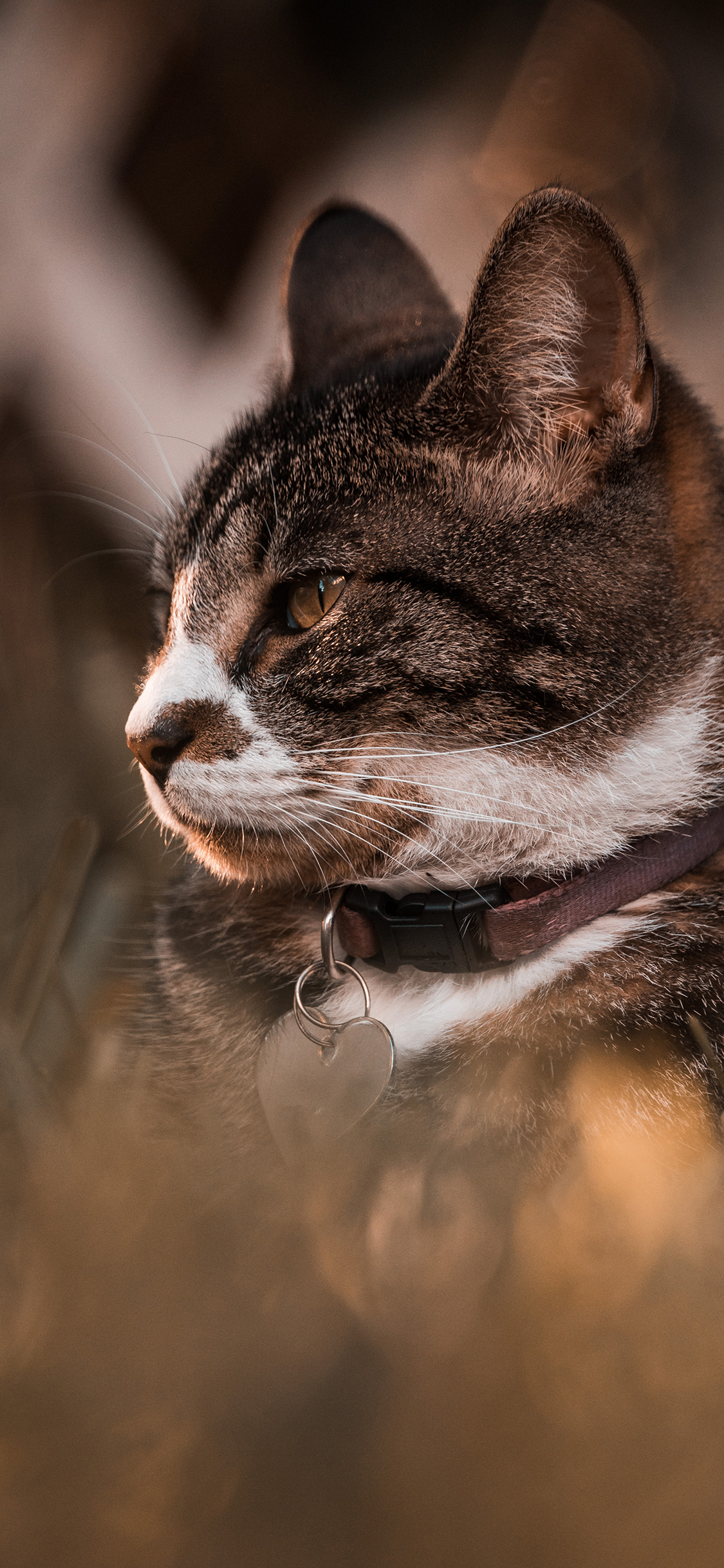 [2436×1125]猫咪 宠物 项圈 可爱 苹果手机壁纸图片