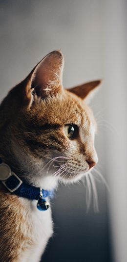 [2436x1125]猫咪 宠物 项圈 橘猫 苹果手机壁纸图片