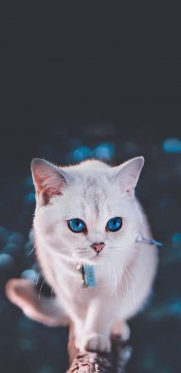 [2436x1125]猫咪 宠物 项圈 瞳孔 苹果手机壁纸图片