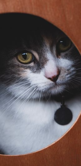 [2436x1125]猫咪 宠物 项圈 肥猫 苹果手机壁纸图片