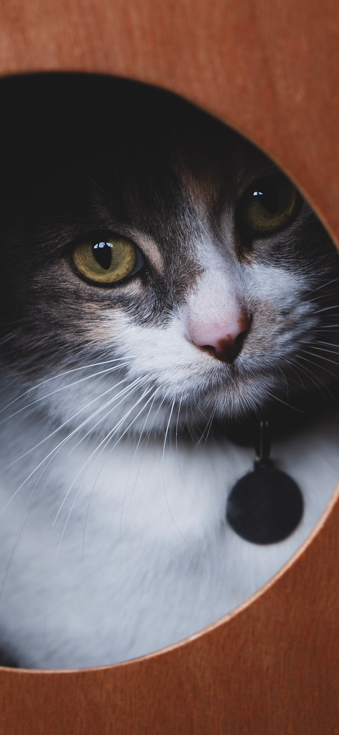 [2436×1125]猫咪 宠物 项圈 肥猫 苹果手机壁纸图片