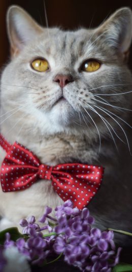 [2436x1125]猫咪 宠物 领结 鲜花 肥猫 苹果手机壁纸图片