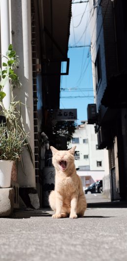 [2436x1125]猫咪 宠物 黄毛 橘猫 街道 苹果手机壁纸图片