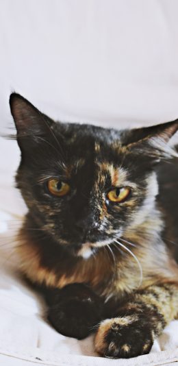 [2436x1125]猫咪 宠物 黑猫 苹果手机壁纸图片