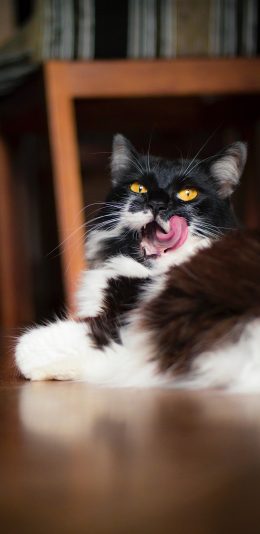 [2436x1125]猫咪 宠物 黑猫 地板 苹果手机壁纸图片