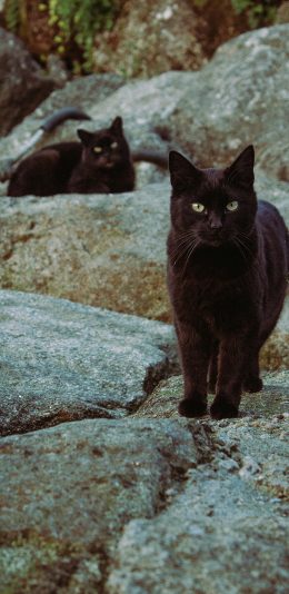 [2436x1125]猫咪 宠物 黑猫 岩石 苹果手机壁纸图片