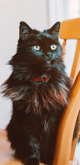 [2436x1125]猫咪 宠物 黑猫 椅子 苹果手机壁纸图片