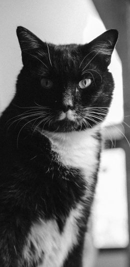 [2436x1125]猫咪 宠物 黑猫 猫须 苹果手机壁纸图片