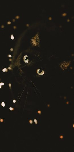 [2436x1125]猫咪 宠物 黑猫 瞳孔 苹果手机壁纸图片