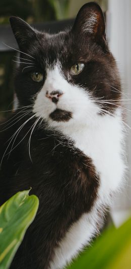 [2436x1125]猫咪 宠物 黑白 苹果手机壁纸图片