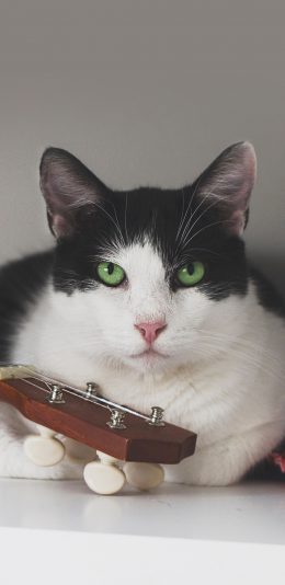 [2436x1125]猫咪 宠物 黑白 乖巧 苹果手机壁纸图片