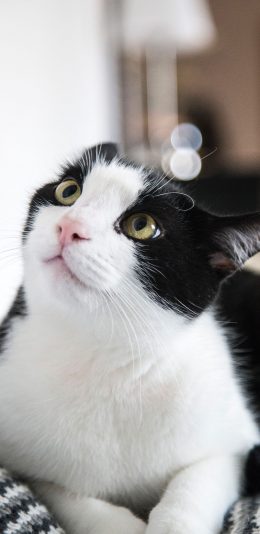 [2436x1125]猫咪 宠物 黑白 可爱 苹果手机壁纸图片