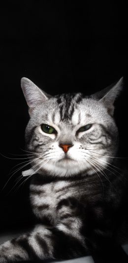 [2436x1125]猫咪 宠物 黑白 渐层 苹果手机壁纸图片