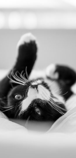 [2436x1125]猫咪 宠物 黑白 猫须 苹果手机壁纸图片