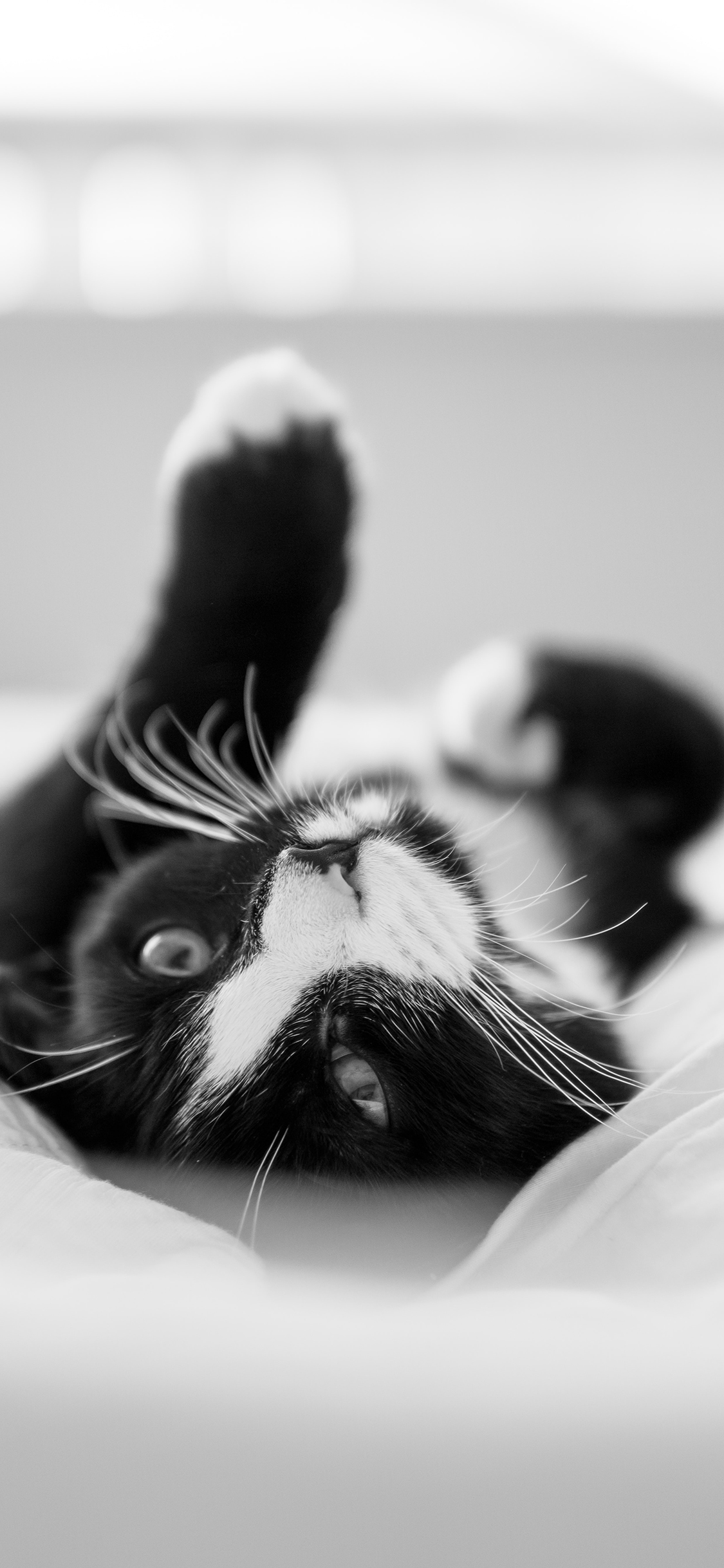 [2436×1125]猫咪 宠物 黑白 猫须 苹果手机壁纸图片