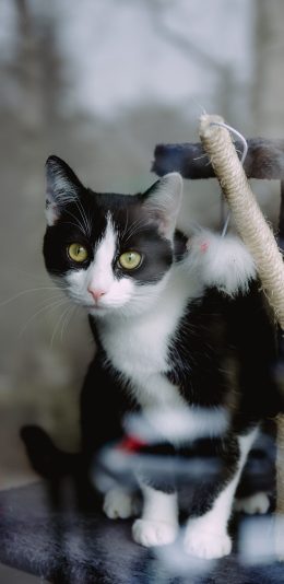 [2436x1125]猫咪 宠物 黑白猫 大眼 苹果手机壁纸图片